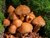 3rd_louise-borbely_fungi_2