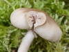 3rd_louise-borbely_fungi_5