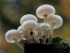 3rd_louise-borbely_fungi_6