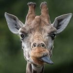 robbie_giraffe